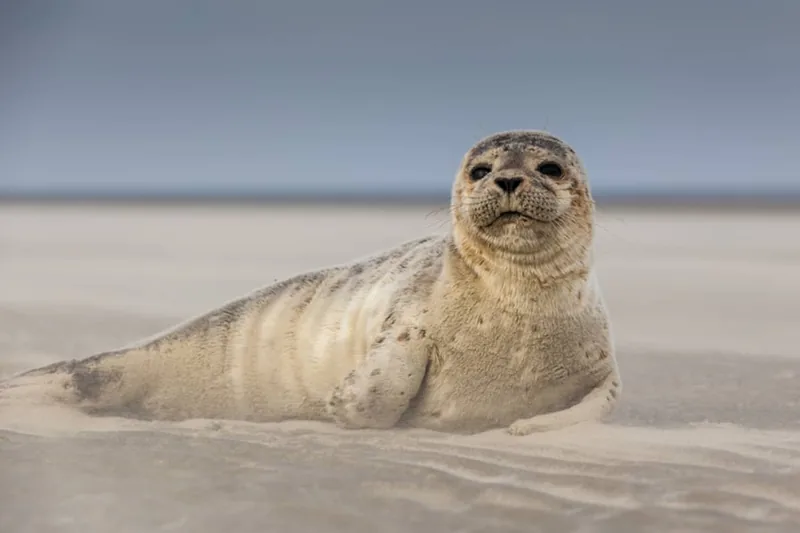 Phoque sur le sable - ambiance Berck-sur-Mer